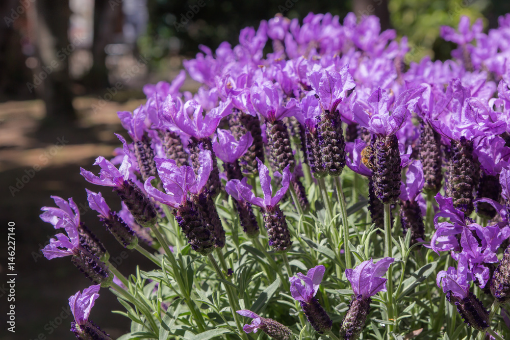 Fototapeta premium Close-up of gorgeous beautiful blooming lavender flowers and a bee.