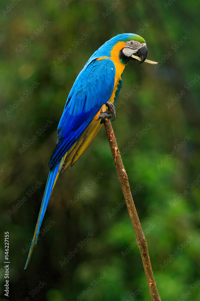 Portrait of blue-and-yellow macaw, Ara ararauna, also known as the blue-and-gold macaw, is a large South American parrot with blue top parts and yellow under parts. Beautiful parrot,straw in bill.