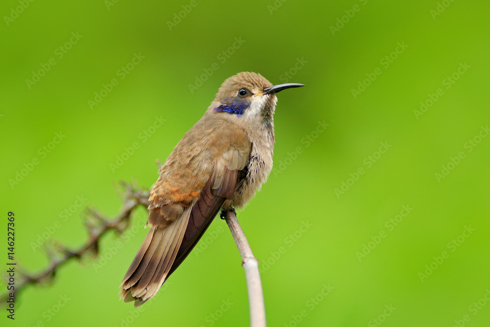 Obraz premium Brown Violet-ear, Colibri delphinae, hummingbird bird flying next to beautiful pink flower, nice flowered orange green background, animal in the nature habitat, Costa Rica. Wildlife in tropic forest.