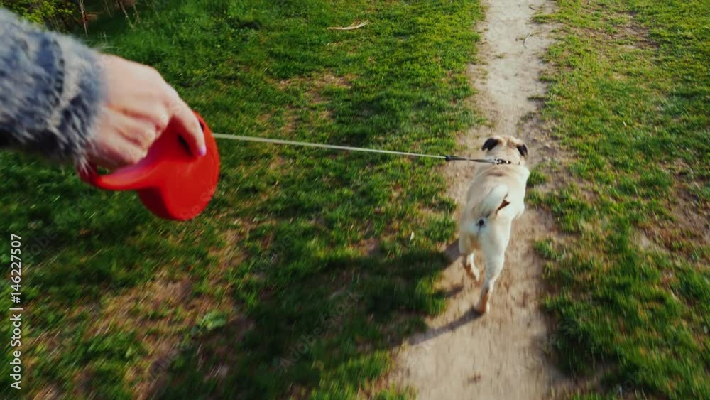 A woman digs up a dog - a favorite pug. Walking in the forest or park along the path the dog runs on a leash. Steadicam pov video