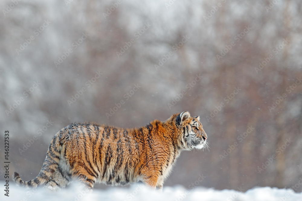 Fototapeta premium Działający tygrys z śnieżną twarzą. Tygrys w dzikiej zimowej przyrodzie. Amur tygrys biegający w śniegu. Akcja sceny dzikich zwierząt, niebezpieczeństwo zwierząt. Zimna zima, tajga, Rosja. Płatek śniegu z pięknym tygrysem syberyjskim.