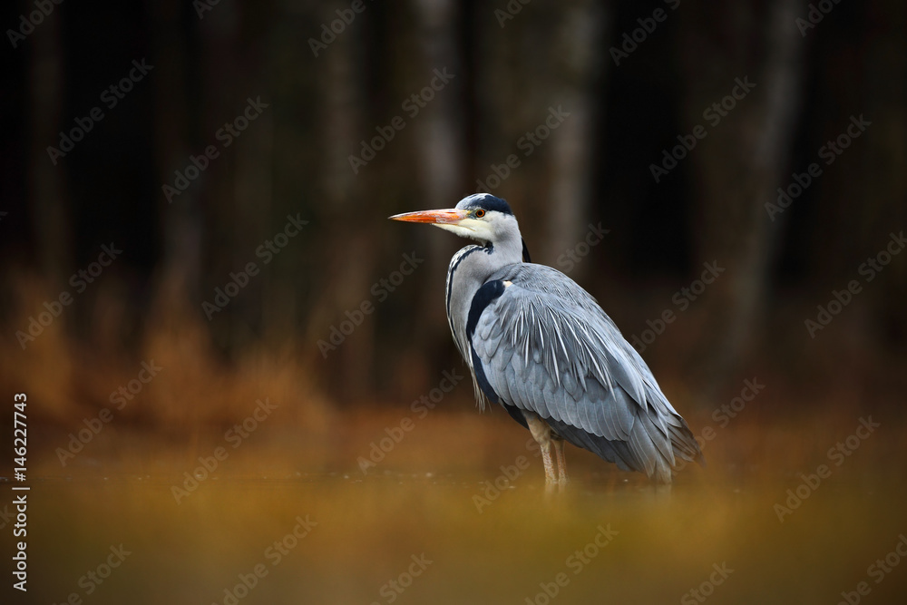 Grey Heron, Ardea cinerea, bird sitting in the green marsh grass, forest in the background, animal in the nature habitat, Norway Grey Heron, Ardea cinerea, bird sitting in the green marsh grass, forest in the background, animal in the nature habitat, Norway