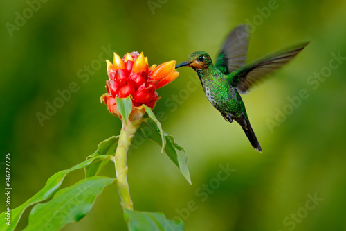 hummingbird Green-crowned Brilliant, Heliodoxa jacula, green bird from Costa Rica flying next to beautiful red flower with clear background, nature habitat, action feeding scene © ondrejprosicky