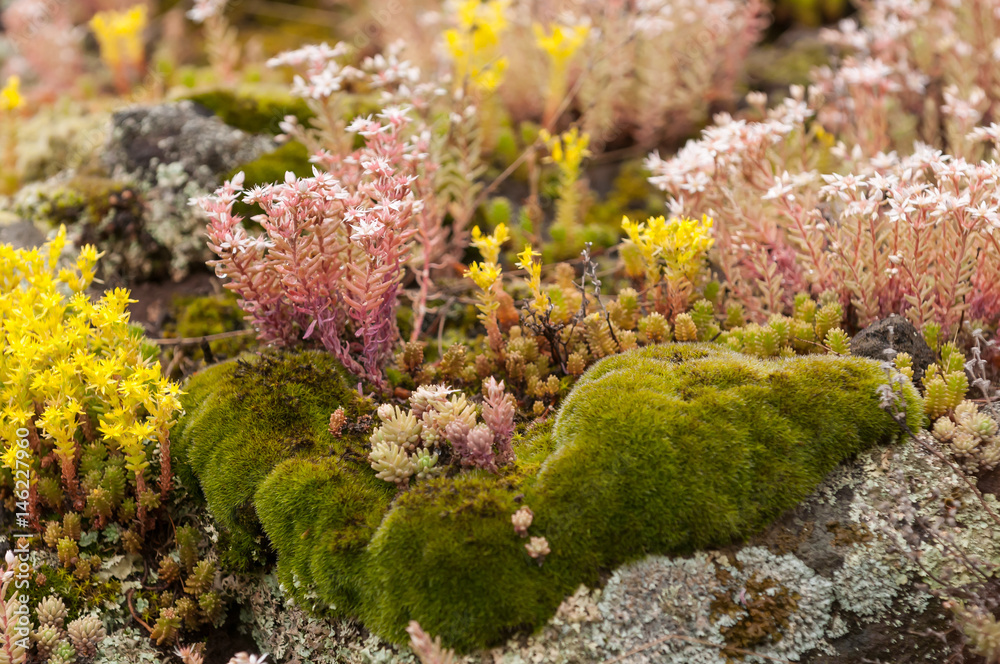 Alpine Vegetation Mix Alpine Vegetation Mix