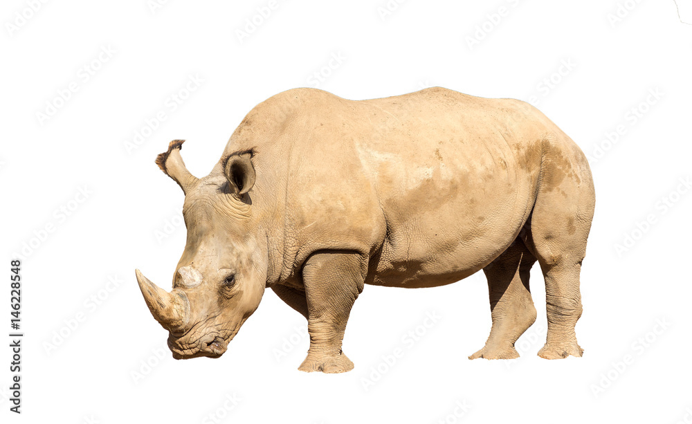 Rhinoceros also known as rhino, Lonely specimen on a isolated white background