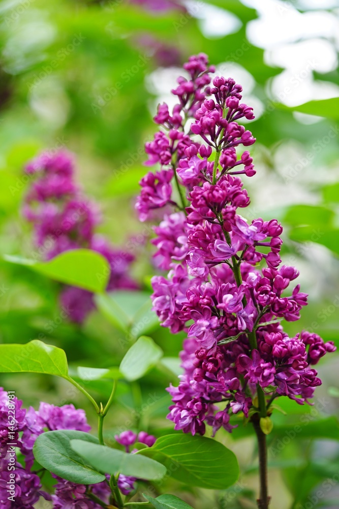 Fototapeta premium Purple flower clusters of fragrant lilac (syringa)