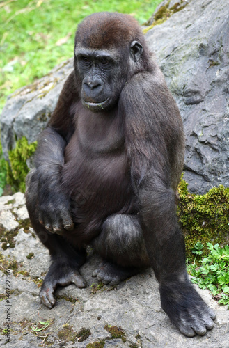 Kleiner Gorilla auf einem Felsen © buellom