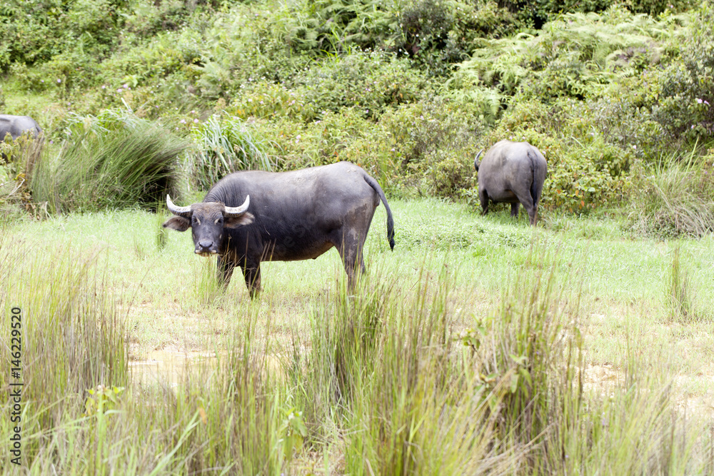 Fototapeta premium Vietnam Water buffalo