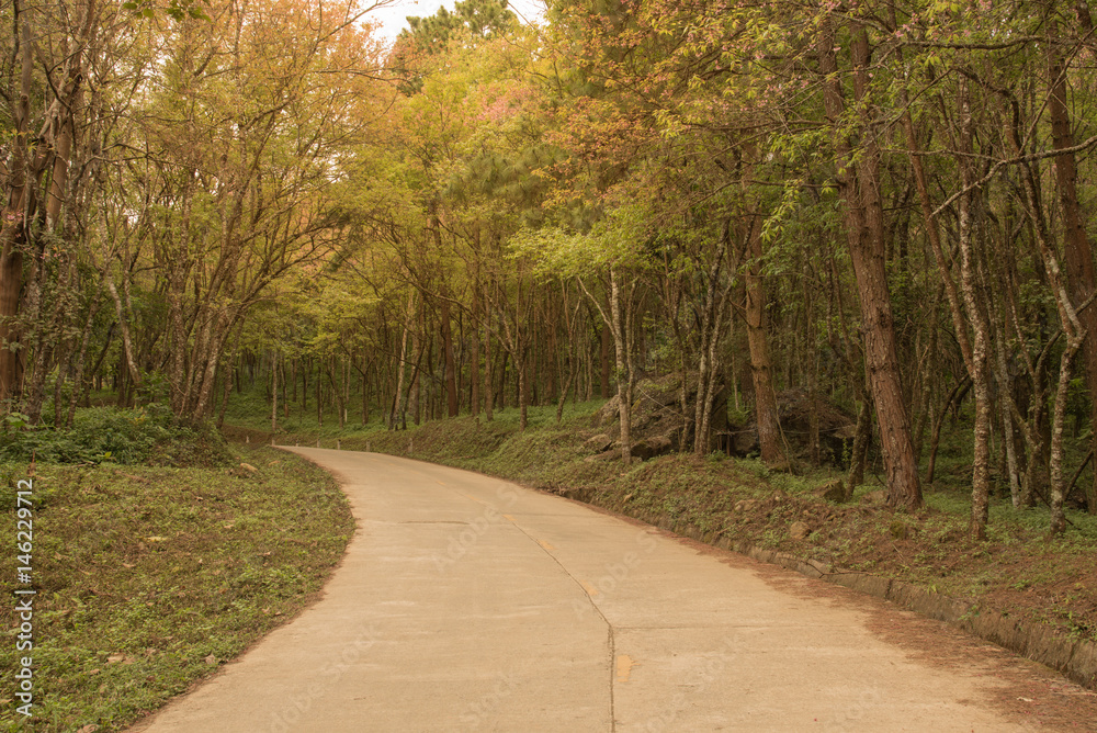 mountain road with sunlight to phu chi fah chiang rai thailand