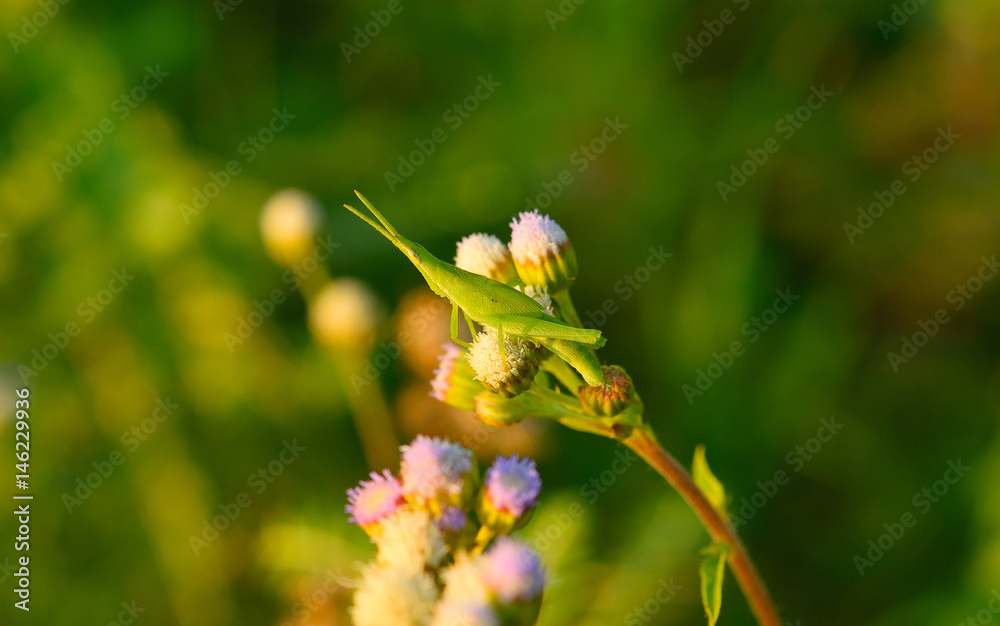 Grasshopper green Grasshopper green