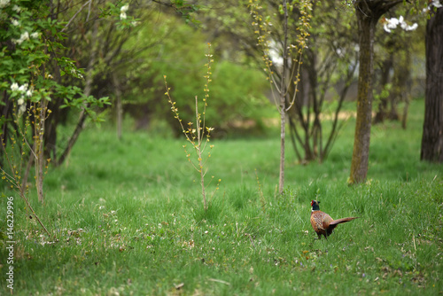 Ringneck Pheasant (Phasianus colchicus) © salajean