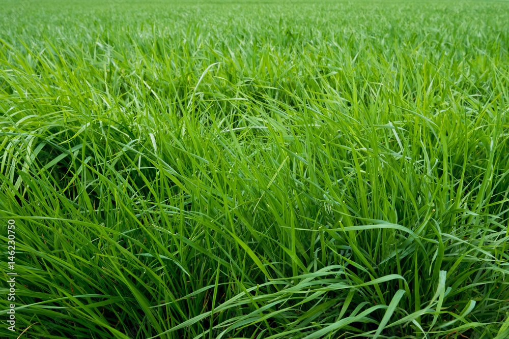 herbe vert tige graminées printemps tondre pelouse jardin fond matière herbe vert tige graminées printemps tondre pelouse jardin fond matière