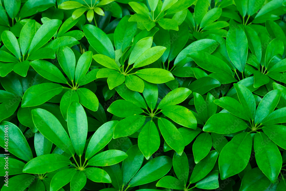 Decorative plant background Decorative plant background
