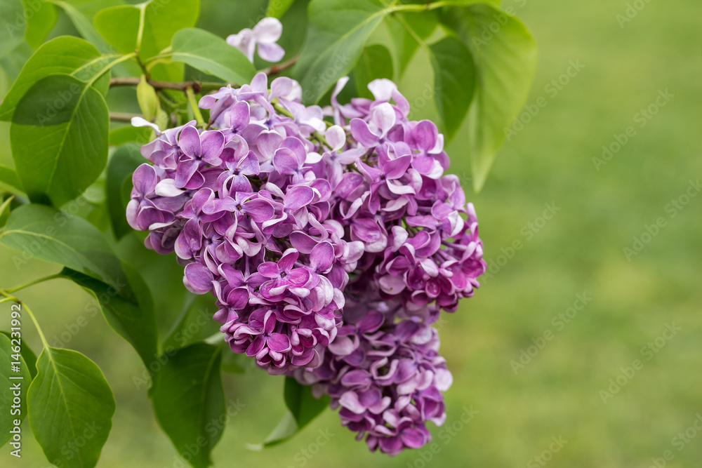 Beautiful bunch of lilac closeup. Lilac Bush Bloom. Beautiful bunch of lilac closeup. Lilac Bush Bloom.