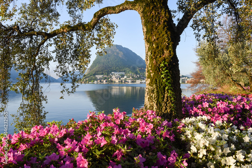 View at the bay of Lugano from the botanical garden