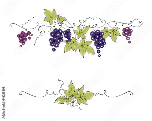 Design elements -- vine / Color vector illustration, dark red grapes -- drawing, sketch photo