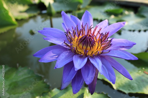 Beautiful lotus.