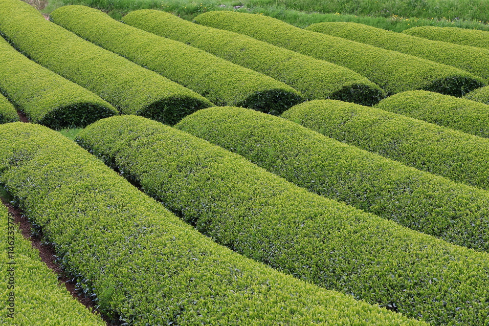 Tea Plantation of Kyoto Japan