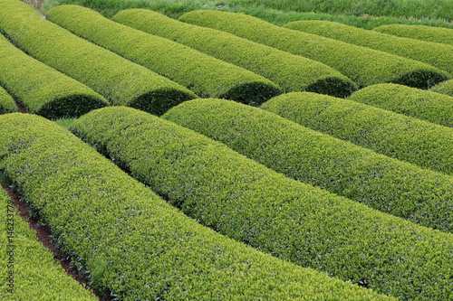 Tea Plantation of Kyoto Japan photo