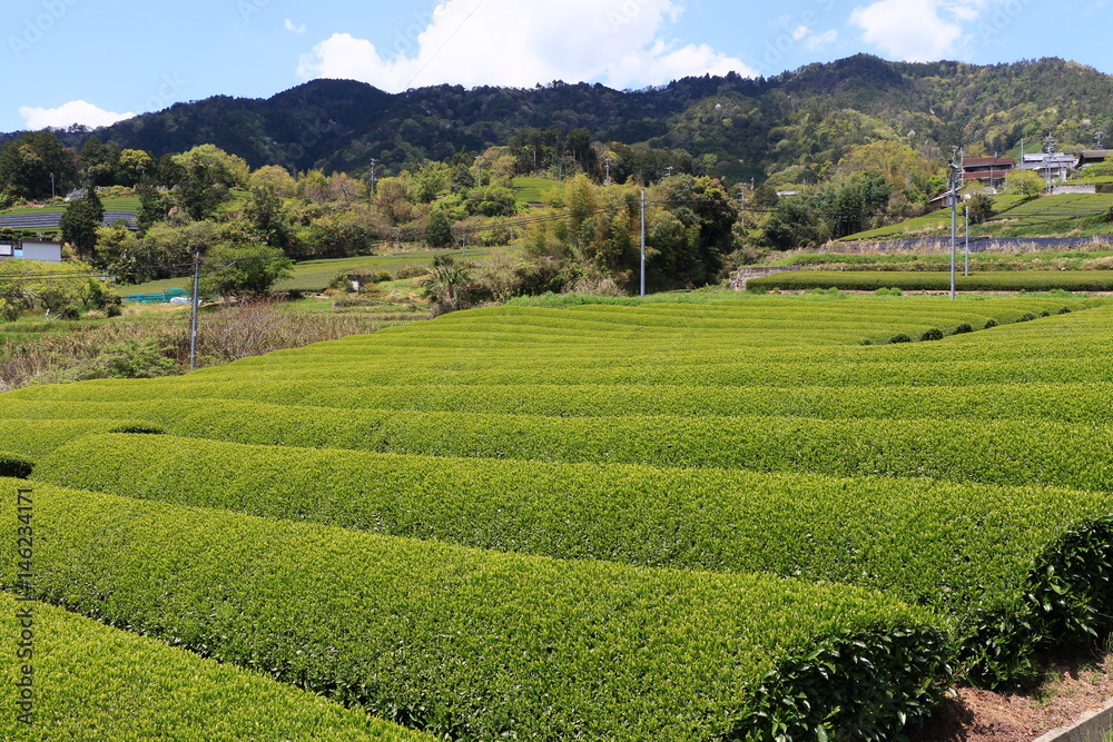 Tea Plantation of Kyoto Japan