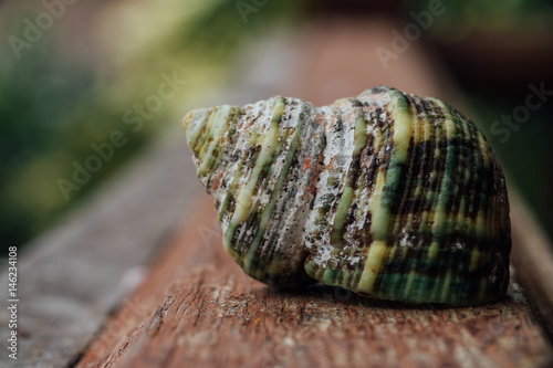 Green Shell in an old fence. Macro. photo