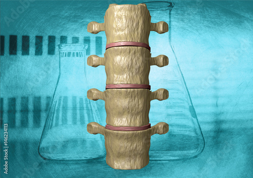 Visão posterior da coluna vertebral humana photo