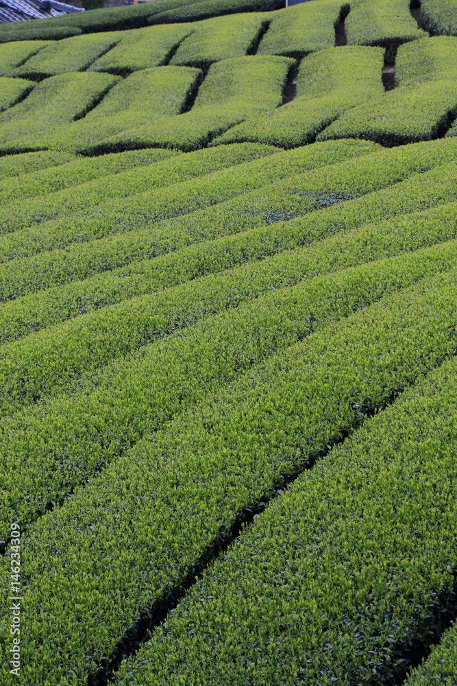 Tea Plantation of Kyoto Japan