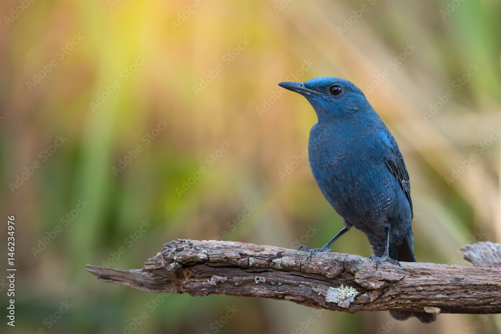 What a beautiful day..Beautiful bird,Blue rock thrush ( monticola solitarius ) making a living in highland forest.