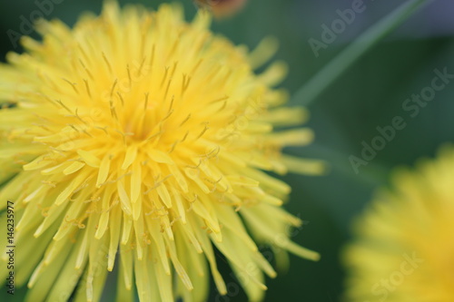 Blüte eines gewöhnlichen Löwenzahns