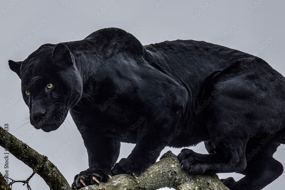 Fotografie, Obraz Black Panther | Posters.cz