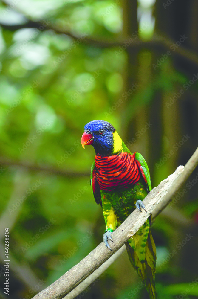 Obraz premium Rainbow lorikeet bird with colorful feathers sitting on wooden branch looking out in the morning.