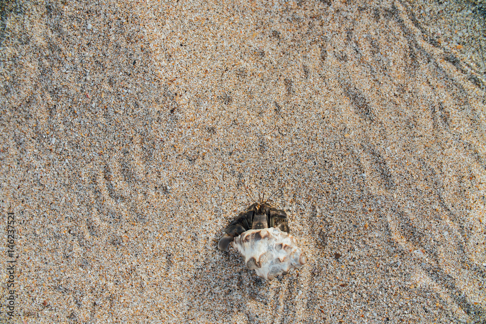 Cancer hermit crab Walks the sand. Macro. Cancer hermit crab Walks the sand. Macro.
