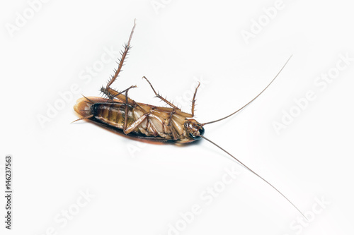 Cockroache dead on white background.