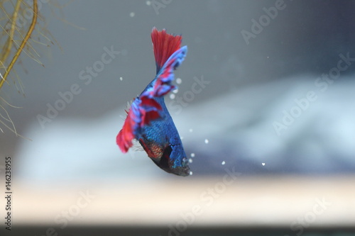 Bison fish are collecting eggs in the Bubble nest.