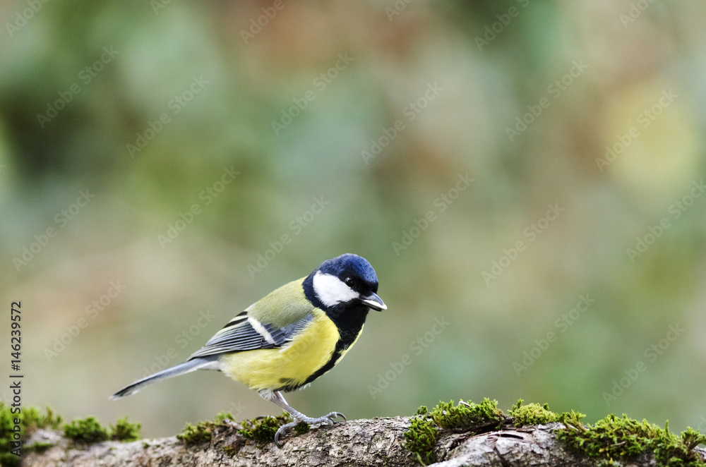 Obraz premium Kohlmeise