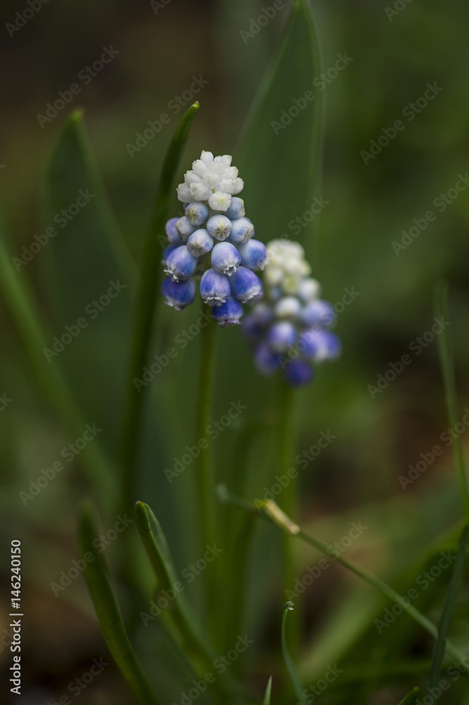 Grape Hyacinths Grape Hyacinths