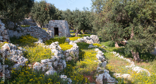 Mediterranean landscape in Salento with olive trees, stones and walls, Italy