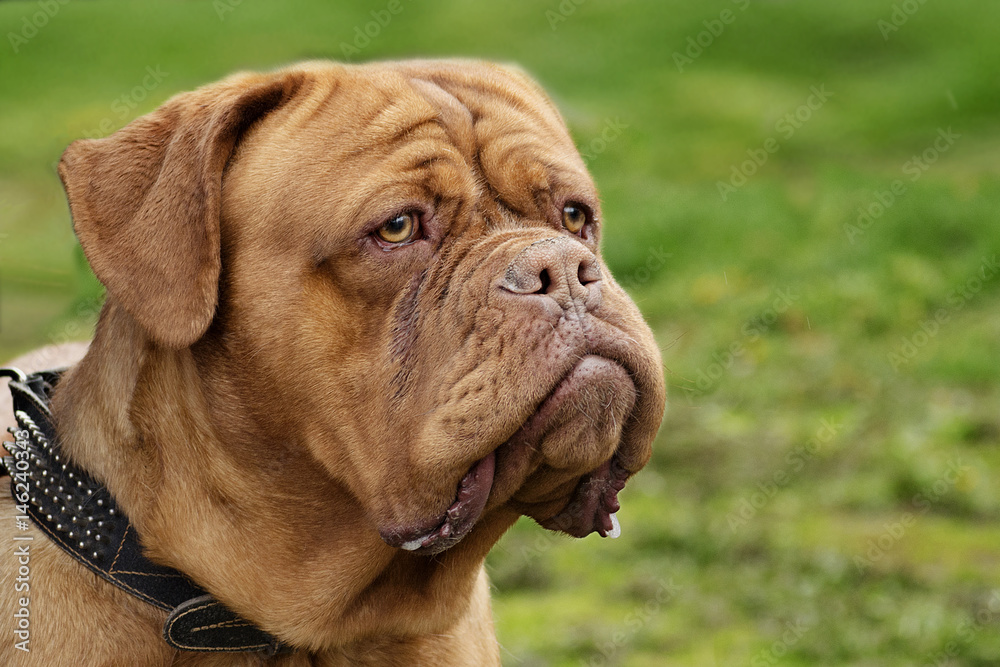 portrait of a Dogue de Bordeaux large