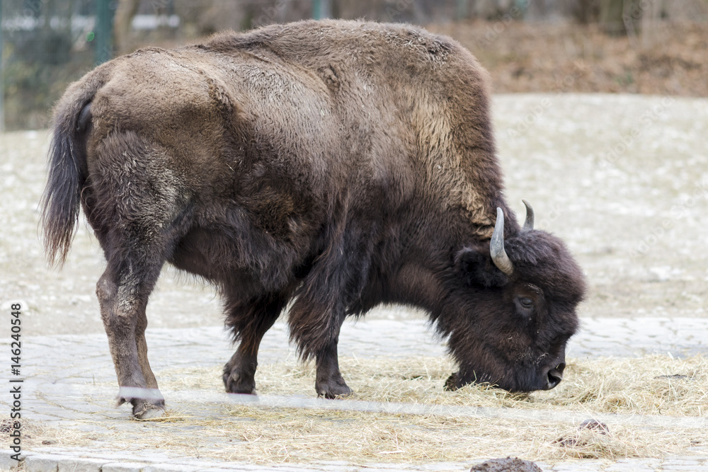 A bison grazing in the meadow
