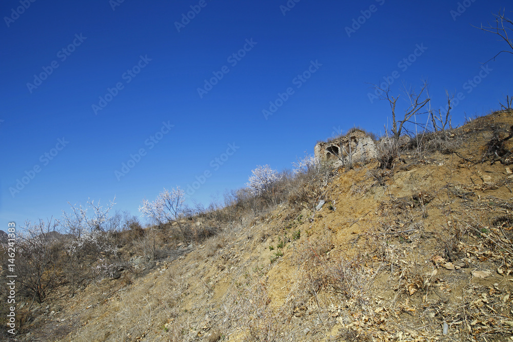 The original ecological wall of full of apricot flowers The original ecological wall of full of apricot flowers