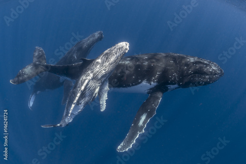 Humpback whales swimming in water