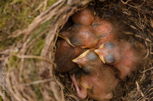 Drossel Vogel Küken im Nest