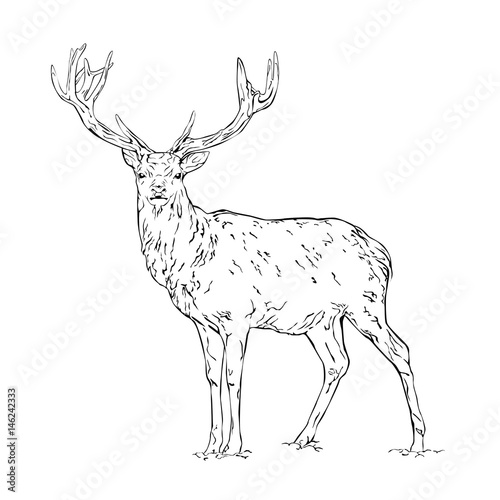 Vector line drawing of a wild deer isolated on white background