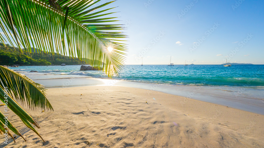 Palmen am tropischen Strand: Anse Lazio, Praslin, Seychellen Palmen am tropischen Strand: Anse Lazio, Praslin, Seychellen