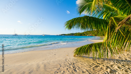 Fototapeta Naklejka Na Ścianę i Meble -  Palmen am tropischen Strand: Anse Lazio, Praslin, Seychellen