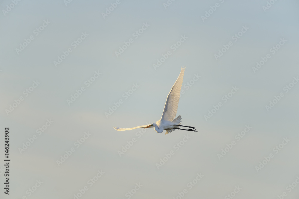 Great Egret wing high