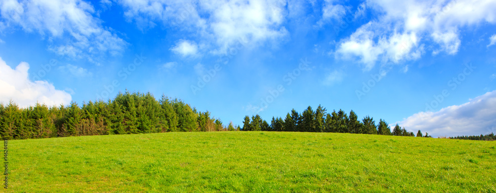 Fototapeta premium Green Grass Field Landscape and blue sky.