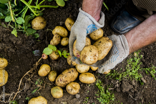 Hands of gardener holding potatoes photo