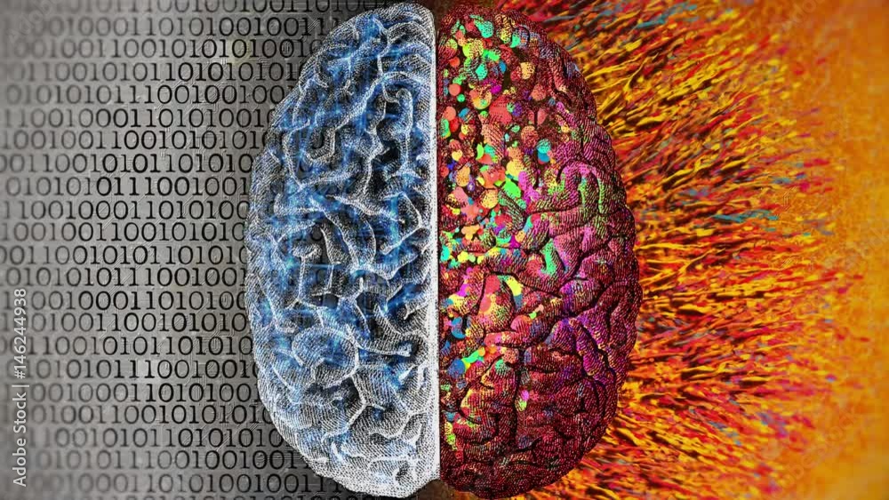 Left vs Right Brain. Difference between the two cerebral hemispheres