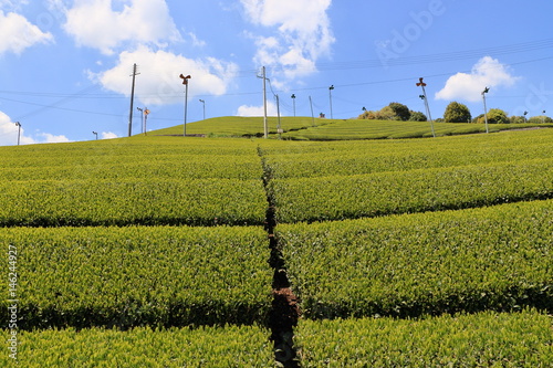 Tea Plantation of Kyoto Japan photo